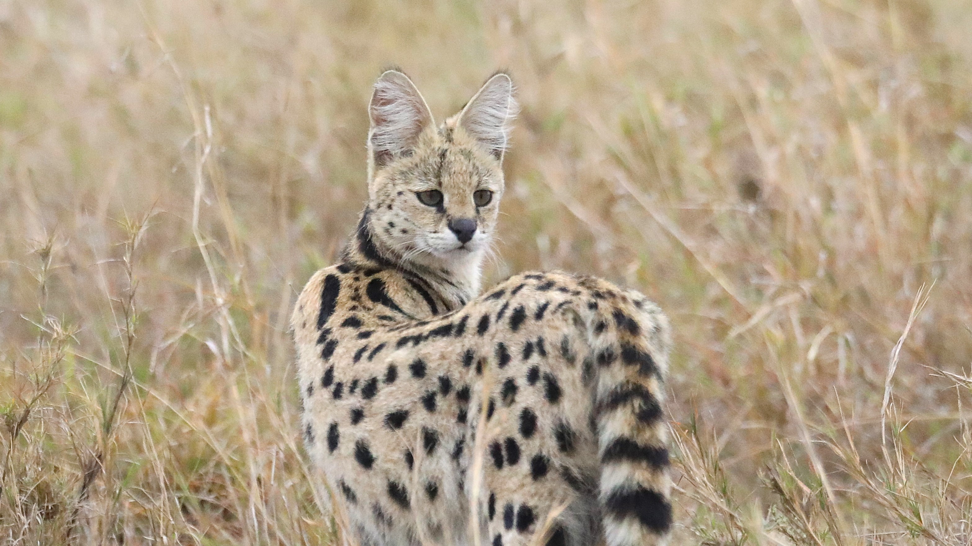 3 DAYS SERENGETI FLY IN AND FLY OUT SAFARI EXPERIENCE - Image - 7953